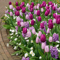 50x Flower Bulbs - 'Royal Purple’ Mix