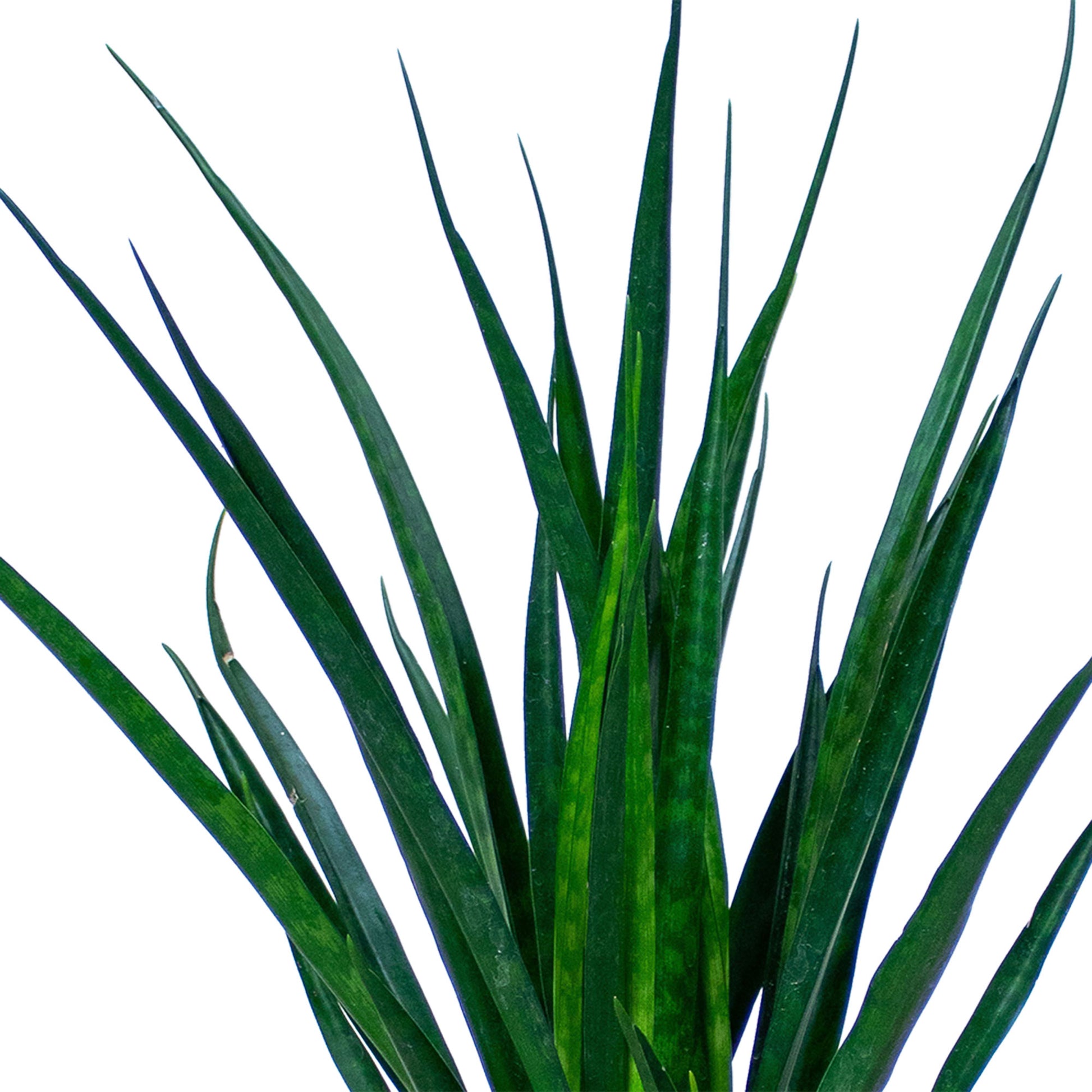 sansevieria friends Snake plant Sansevieria 'Friends' including decorative pot