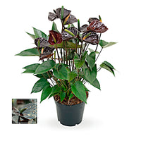Flamingo plant Anthurium andreanum Black