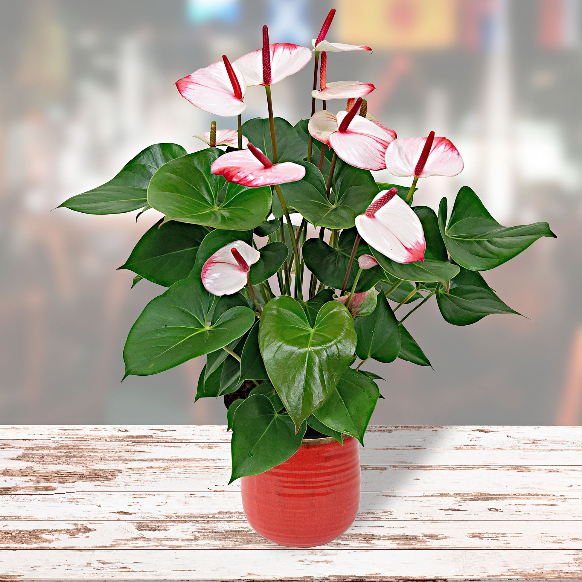 anthurium rose pale Flamingo plant Anthurium 'Hotlips' Pink-White