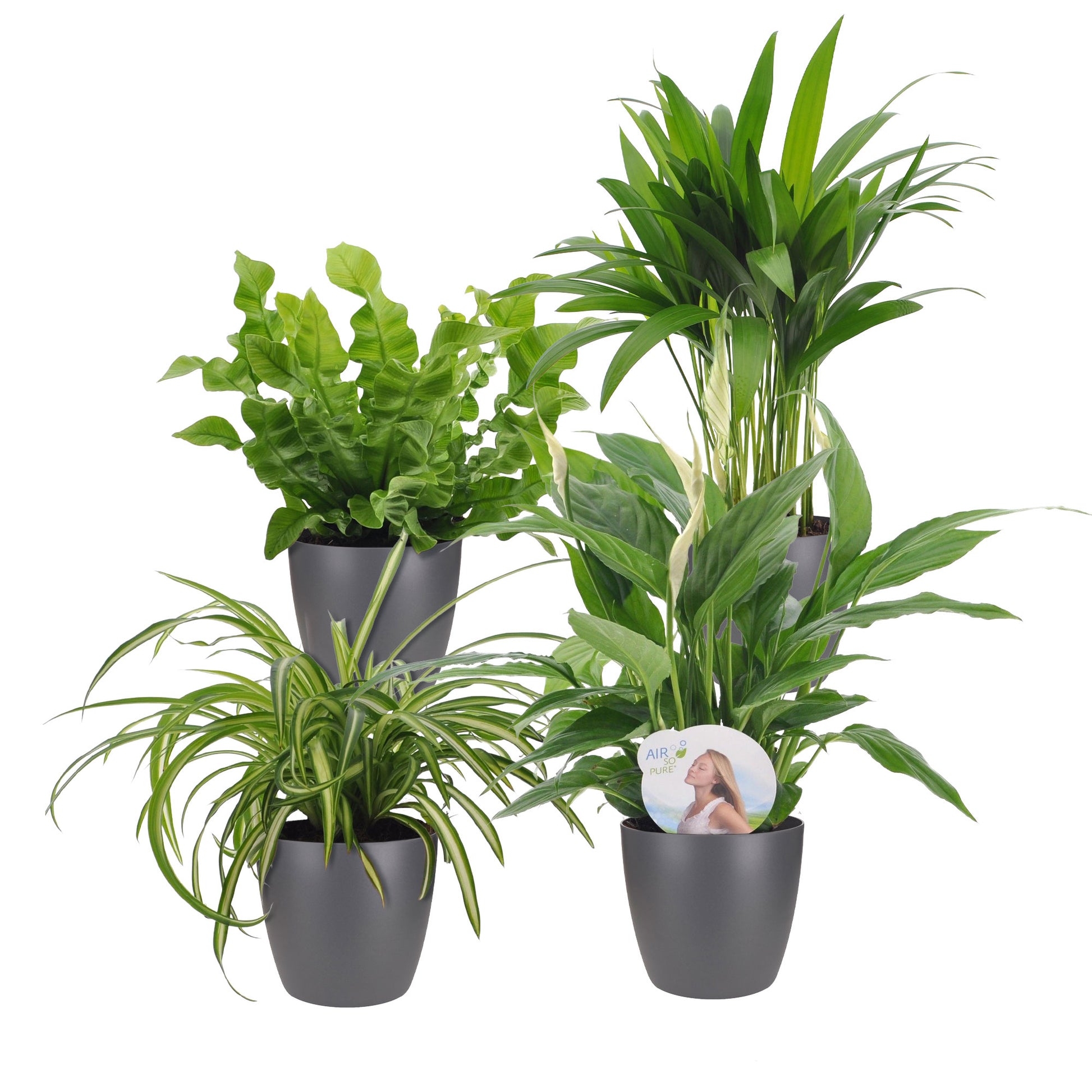 air so pure plants 4x Air-purifying plants