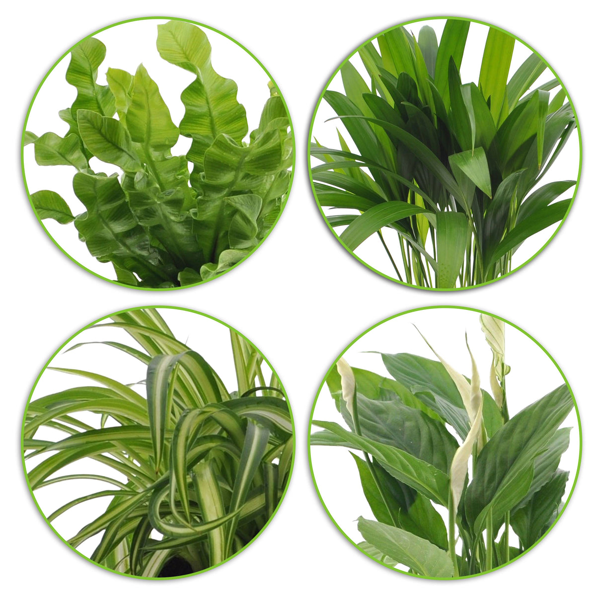 4x Air-purifying plants - Mix incl. Elho decorative pots Anthracite