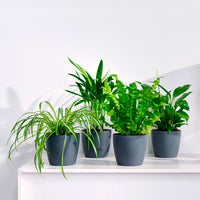 4x Air-purifying plants - Mix incl. Elho decorative pots Anthracite