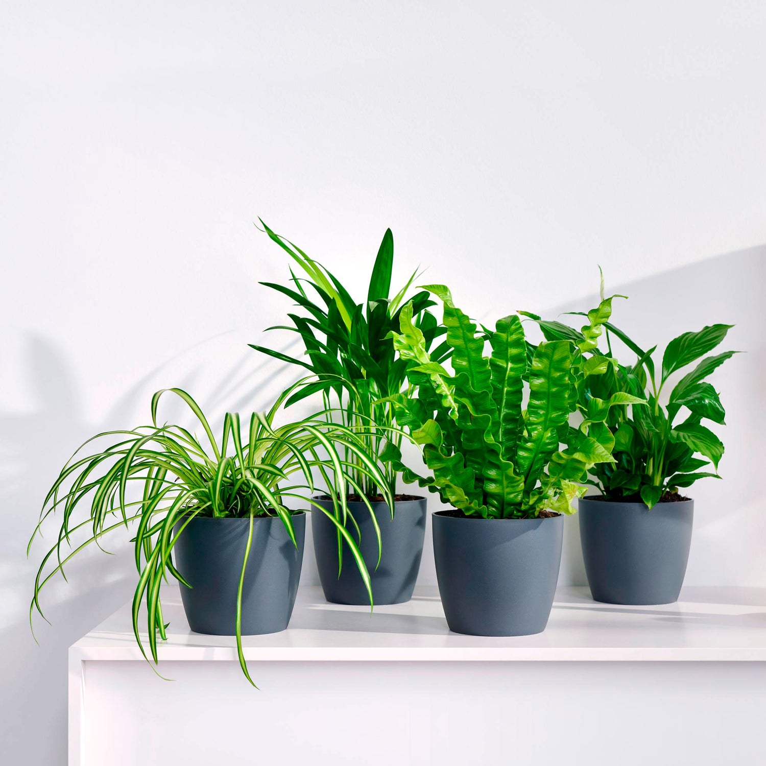 Air-purifying plants in decorative pot