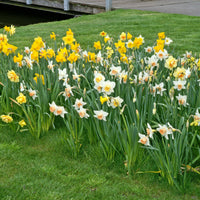 25x Narcissus Narcissus - Mix 'Dwarf'organic yellow-white