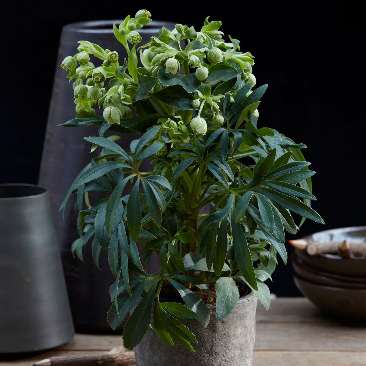Stinking hellebore Helleborus foetidus Green - Hardy plant