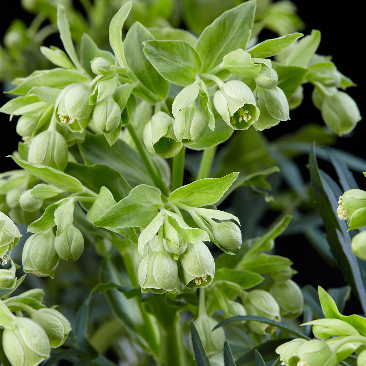 Stinking hellebore Helleborus foetidus Green - Hardy plant