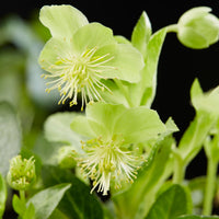 Stinking hellebore Helleborus 'Green Marble' Green - Hardy plant