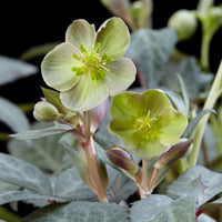 Helleborus x sternii 'Silver Dollar' Green-Grey - Hardy plant