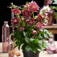 Christmas rose Helleborus 'Double Ellen' Red - Hardy plant