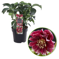 Christmas rose Helleborus 'Double Ellen' Red - Hardy plant