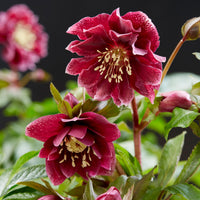 Christmas rose Helleborus 'Double Ellen' Red - Hardy plant