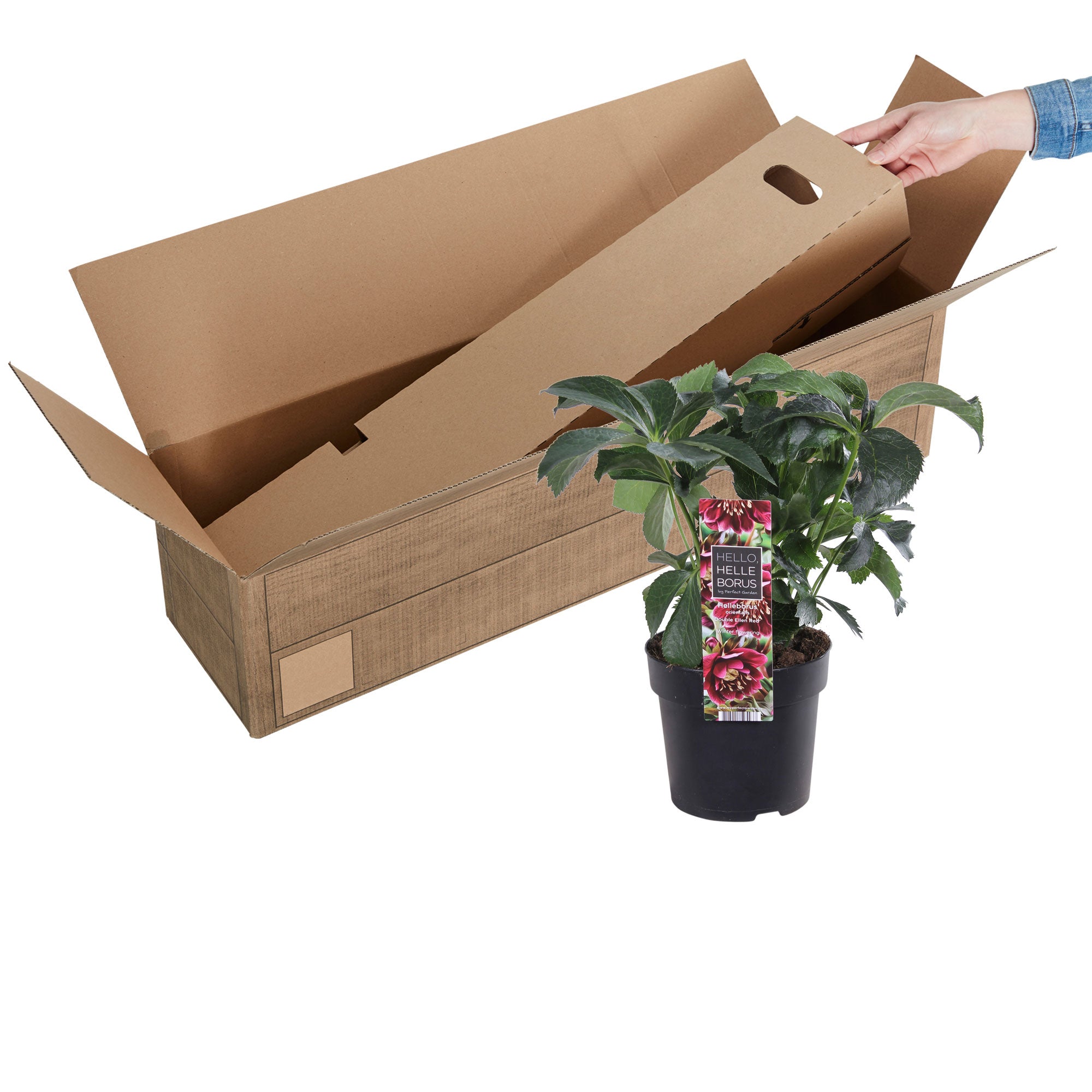 Buy hardy perennial Christmas rose Helleborus 'Double Ellen' Red