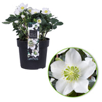 3x Christmas rose Helleborus 'Christmas Carol' white with grey basket
