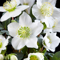 3x Christmas rose Helleborus 'Christmas Carol' white with grey basket