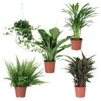 5x Air-purifying plants - Mix