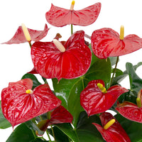 Flamingo plant Anthurium andreanum Red
