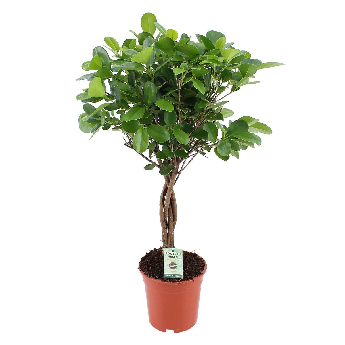 Ficus microcarpa 'Moclame'  on stem