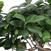 Bonsai fig Ficus microcarpa 'Ginseng' XL including basket