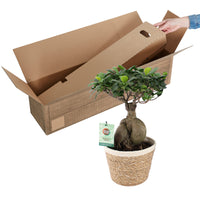 Bonsai fig Ficus microcarpa 'Ginseng' XL including basket