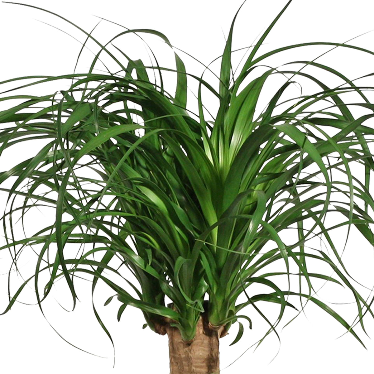 Ponytail palm Beaucarnea recurvata  on stem