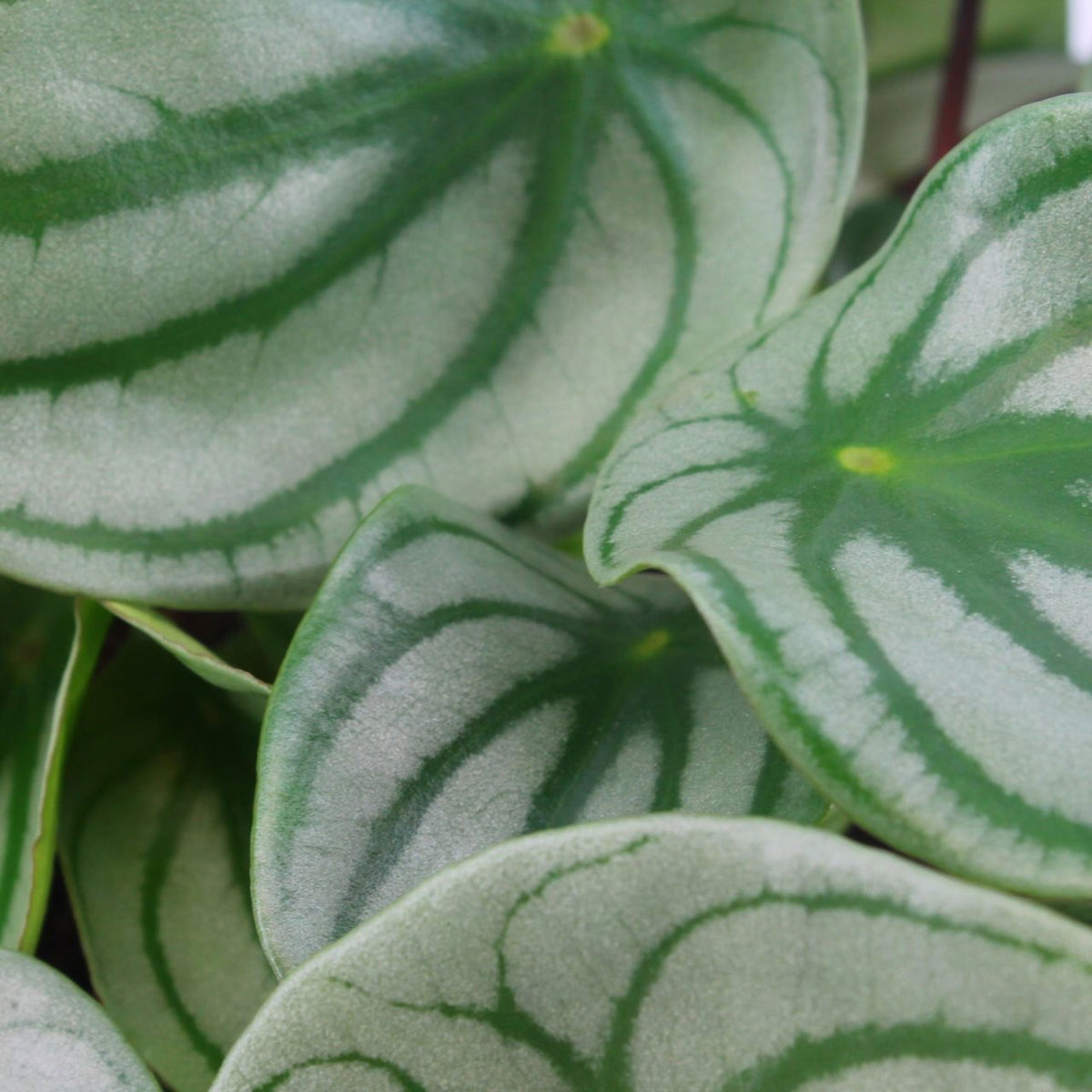 2x Pepper plant Peperomia argyreia