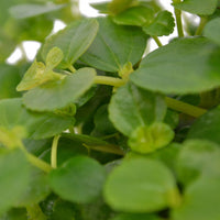 2x Pilea depressa 'Sao Paulo'