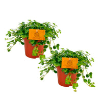 2x Pilea depressa 'Sao Paulo'
