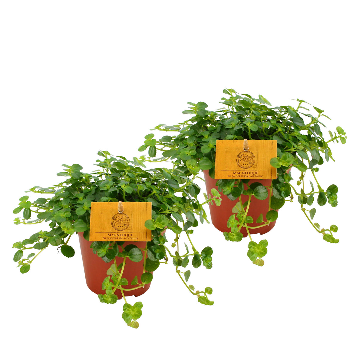 2x Parthenocissus striata