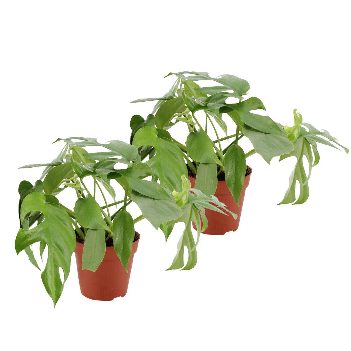 2x Swiss cheese plant Monstera minima
