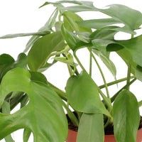 2x Swiss cheese plant Monstera minima