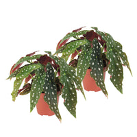 Polka Dot Begonia maculata