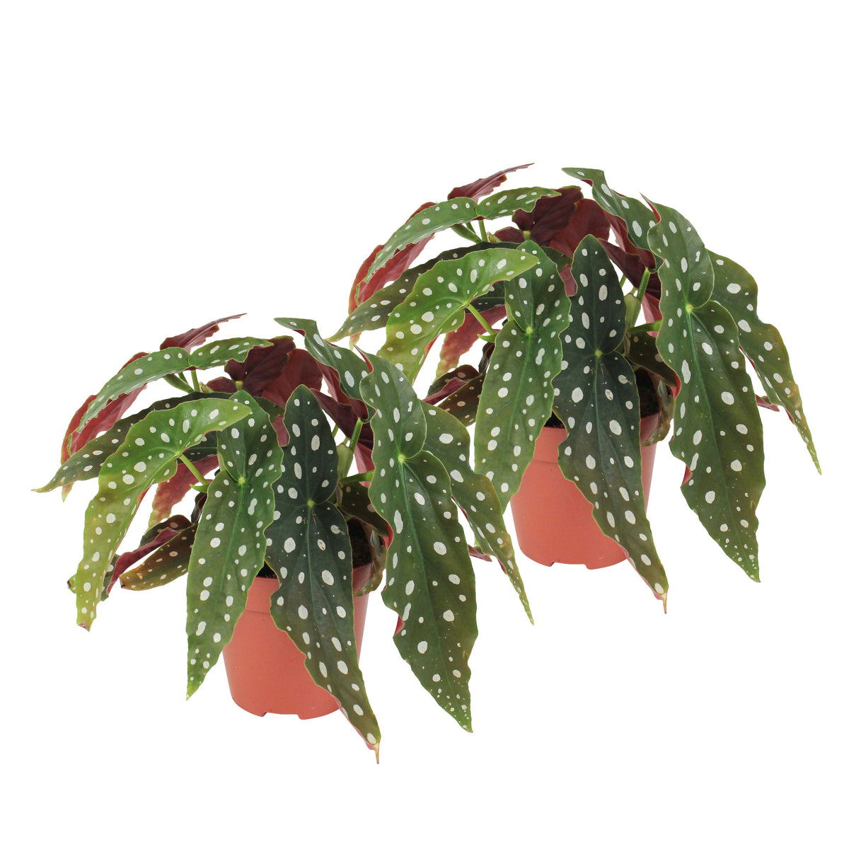 Polka Dot Begonia maculata