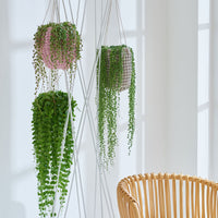 String of Beads Senecio herreianus  - Hanging plant