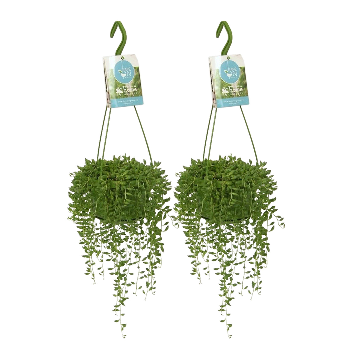 String of Beads Senecio herreianus  - Hanging plant