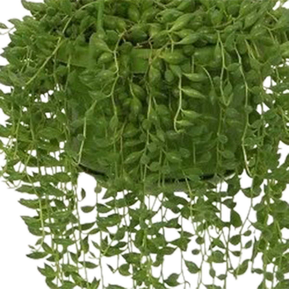 String of Beads Senecio herreianus  - Hanging plant