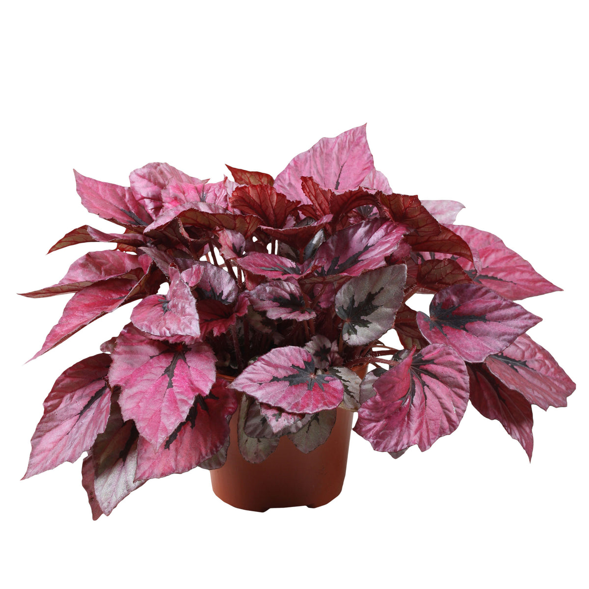 Painted-leaf Begonia 'Indian Summer'