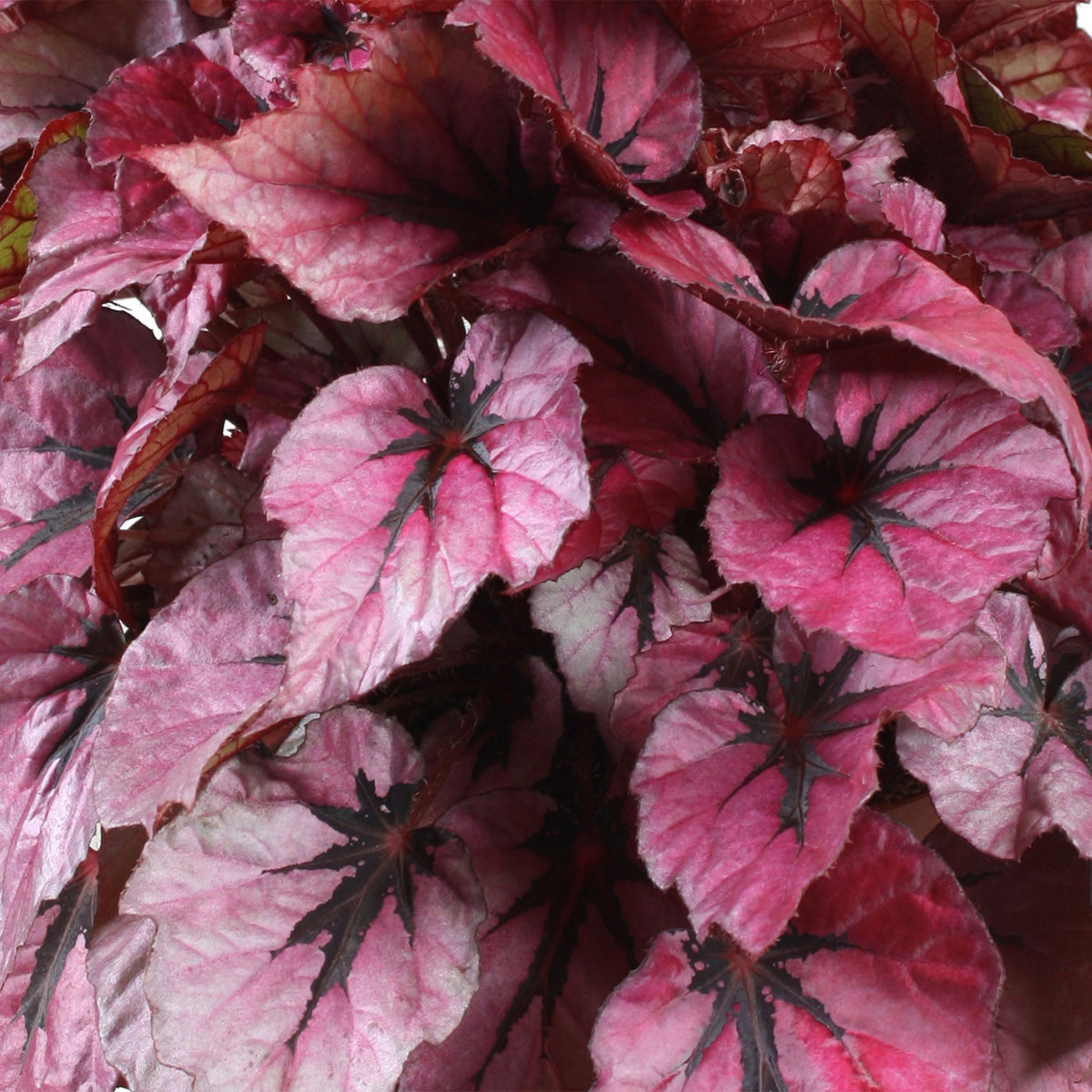 Painted-leaf Begonia 'Indian Summer'