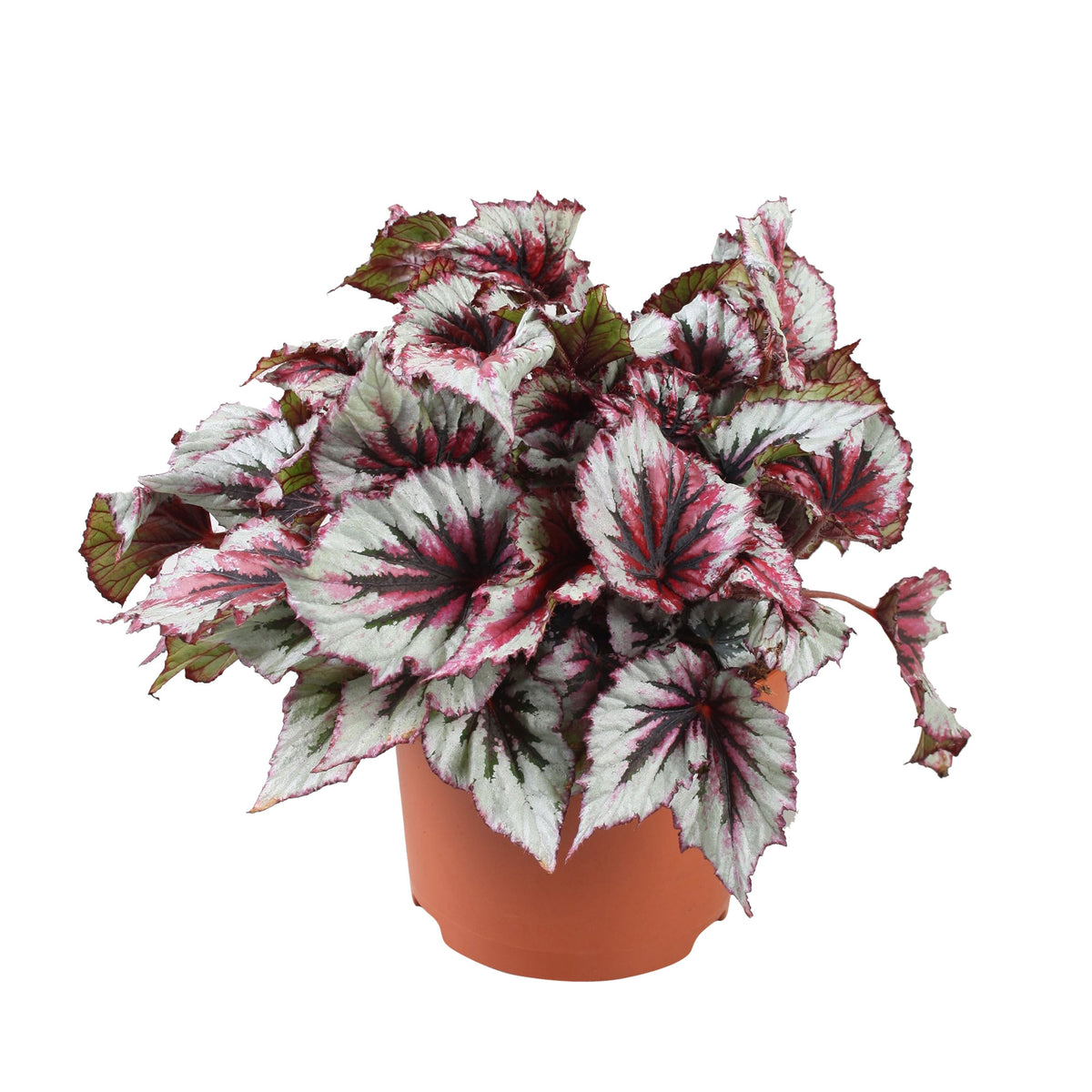 Painted-leaf Begonia 'Evening Glow'