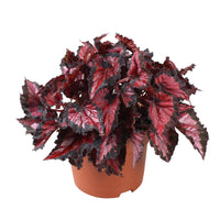 Painted-leaf Begonia 'Inca Night'