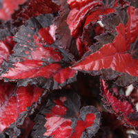Painted-leaf Begonia 'Inca Night'