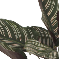 2x Pin-Stripe Plant Calathea 'Ornata'