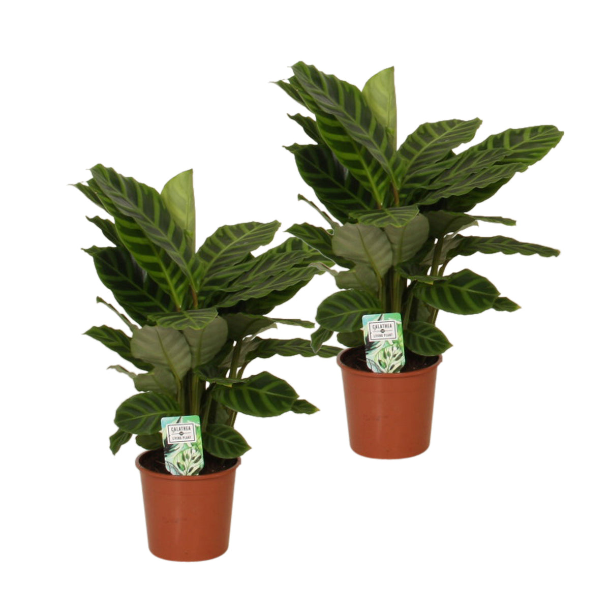 Zebra Plant Calathea  zebrina