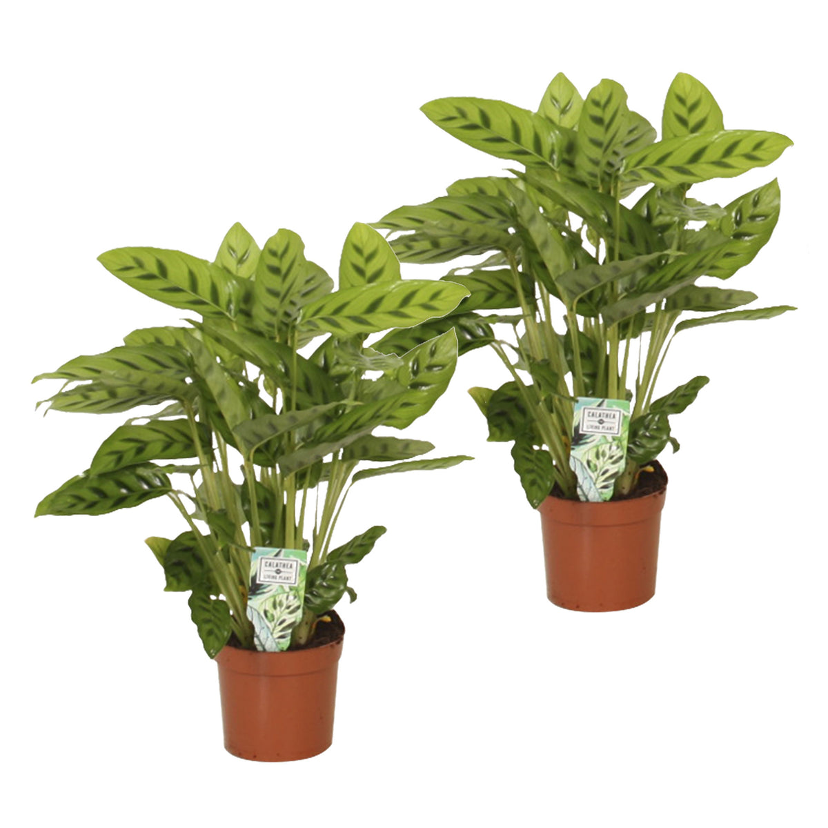 Calathea leopardina