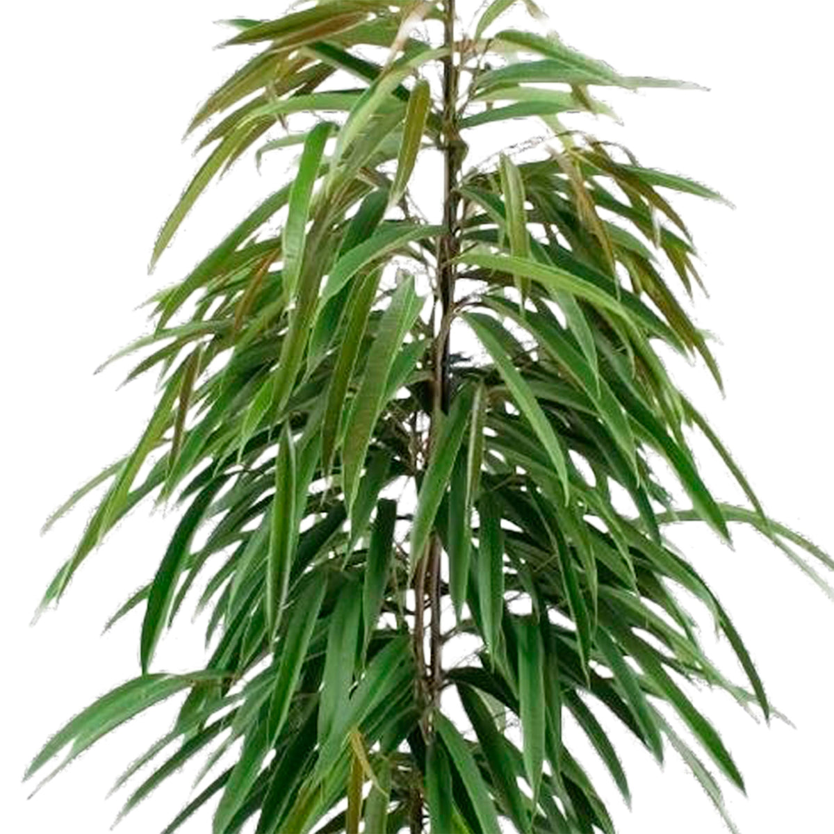 Ficus binnendijkii 'Alii'