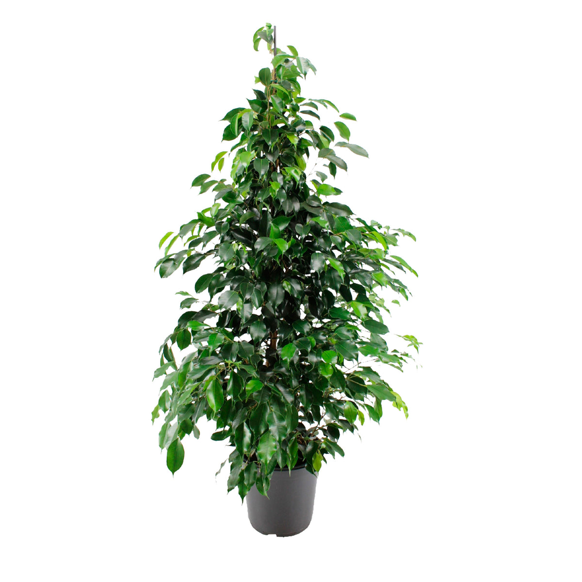 Weeping Fig Ficus benjamina 'Daniëlle'