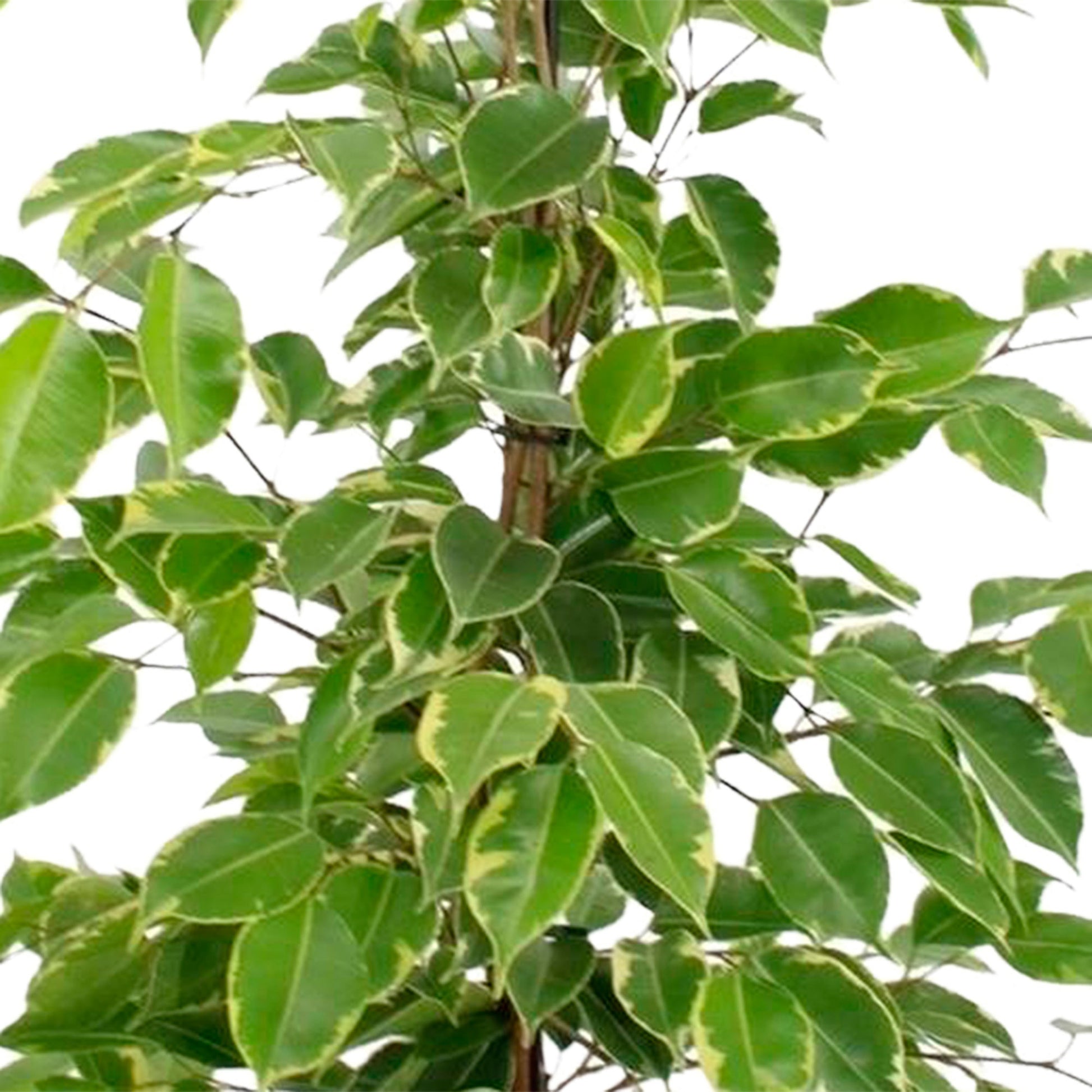 philodendron golden king Weeping Fig Ficus benjamina 'Golden King'