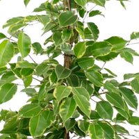 Weeping Fig Ficus benjamina 'Golden King'