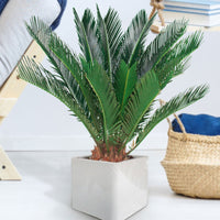 Sago palm Cycas revoluta