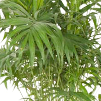Mexican dwarf palm Chamaedorea elegans XL